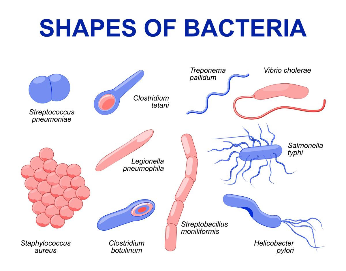 http://medro.org/wp-content/uploads/2020/11/1200-94798069-shapes-of-bacteria.jpg