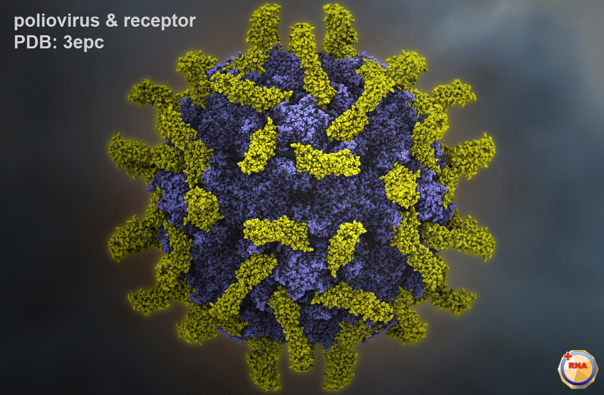 http://medro.org/wp-content/uploads/2020/12/p1m_poliovirus-receptor.jpg