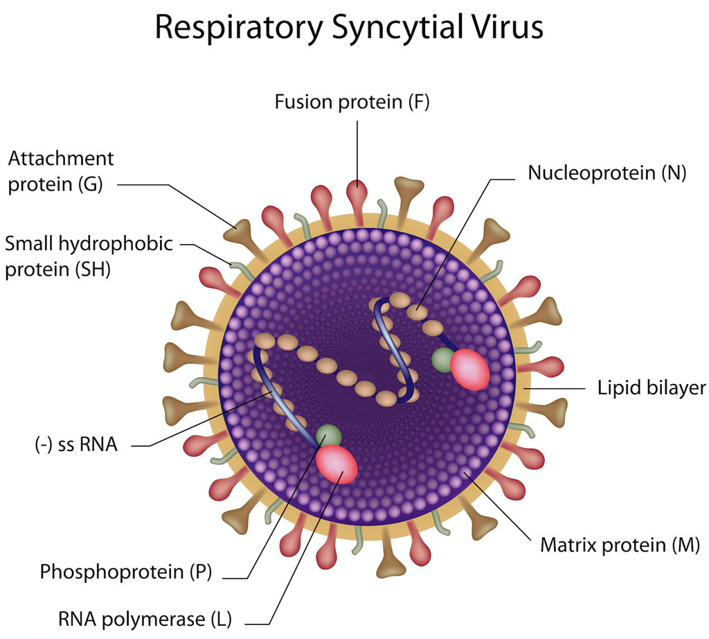 Virusul sincițial respirator (RSV)