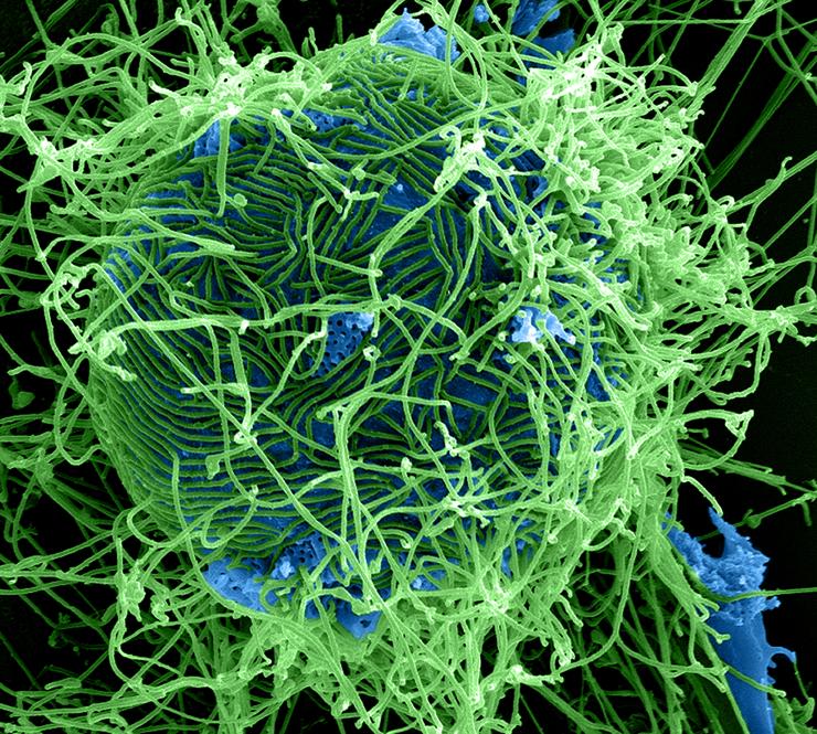 Virușii Ebola