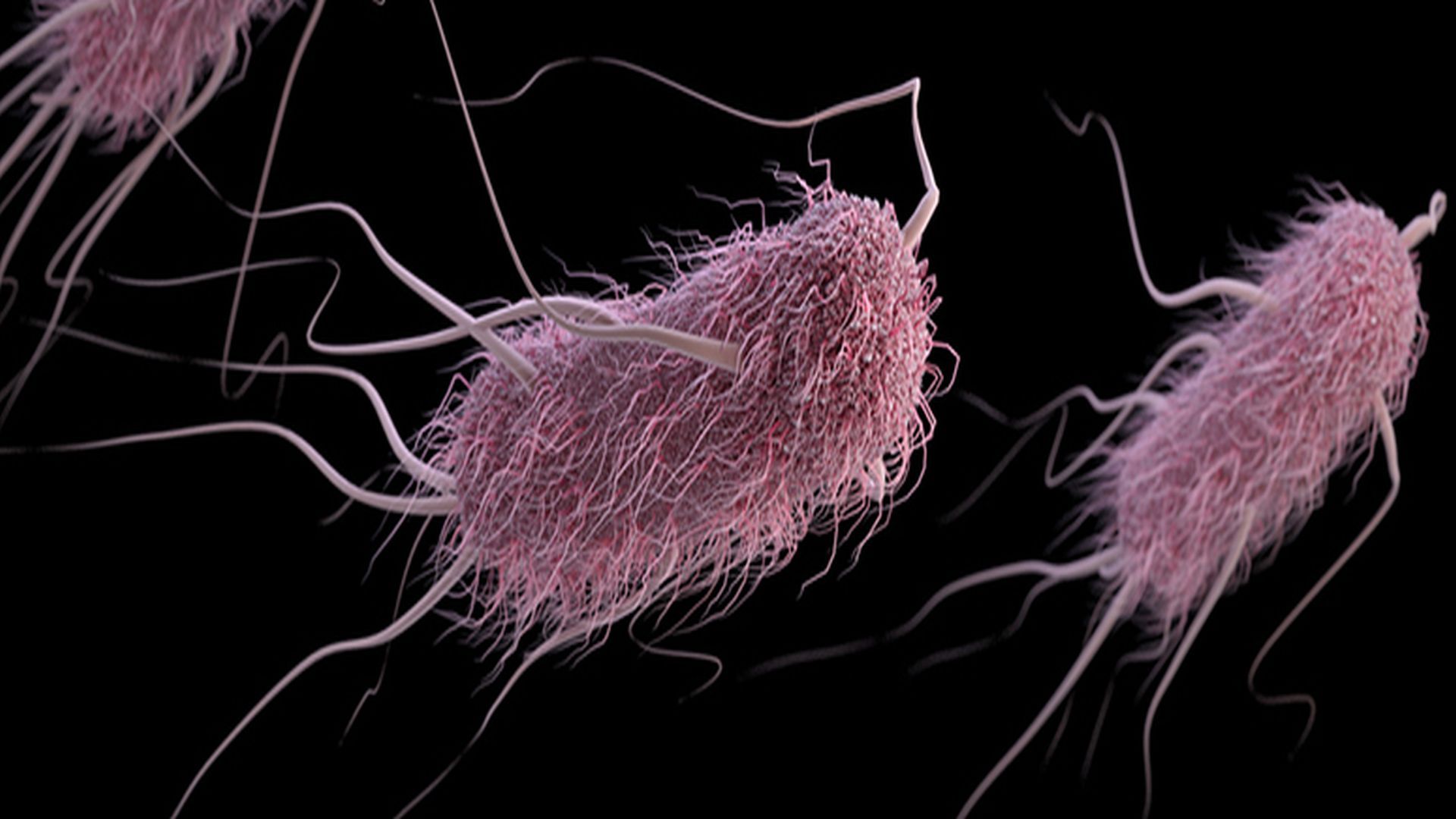 Infecția cu Escherichia coli: cauze, simptome și tratament