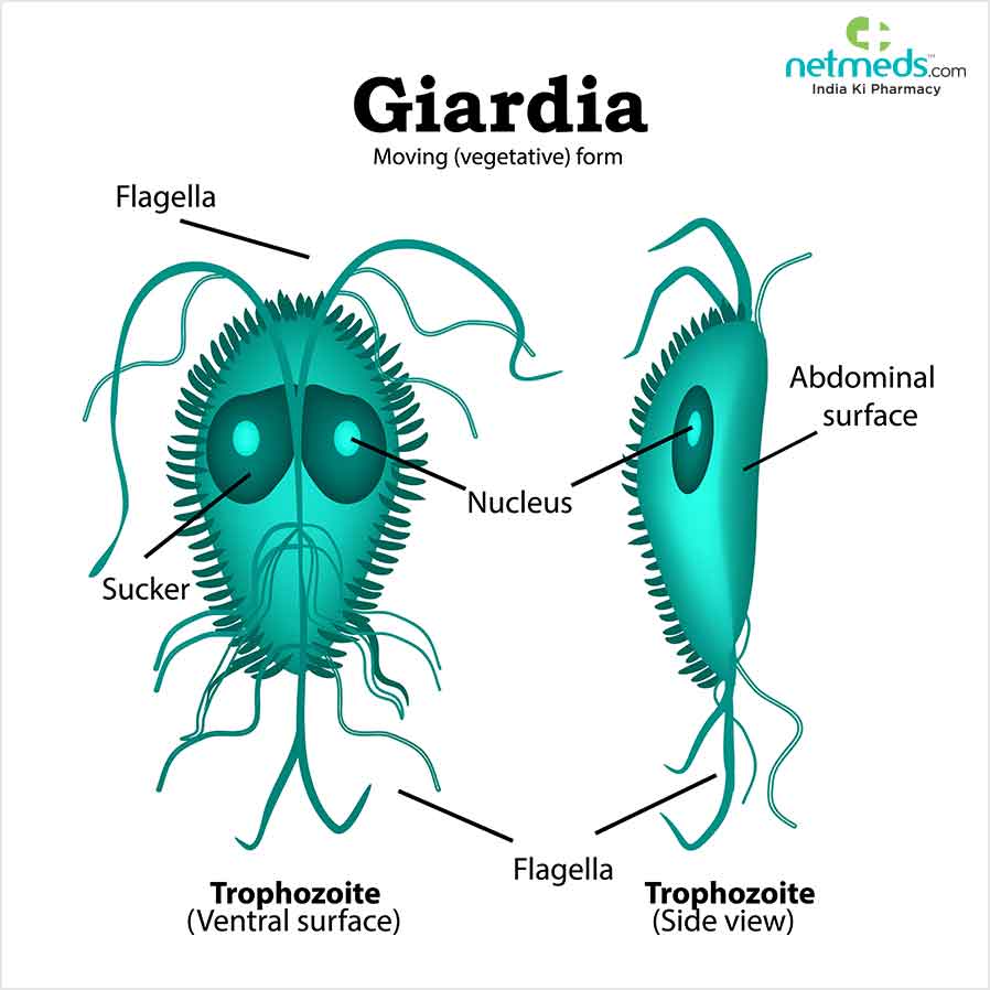 Infecția cu Giardia: cauze, simptome și tratament