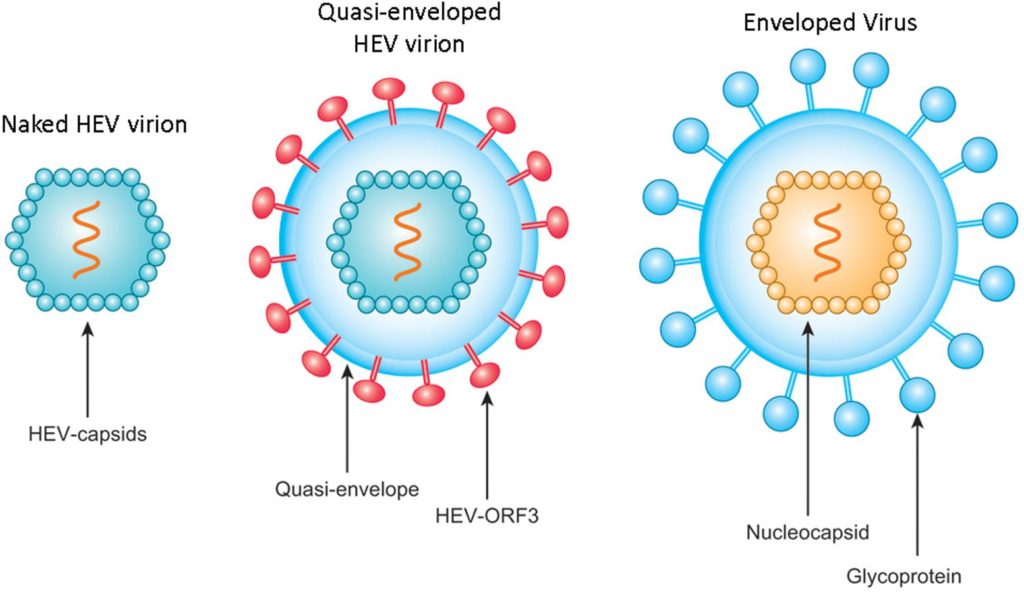 Structura virusului hepatitei E