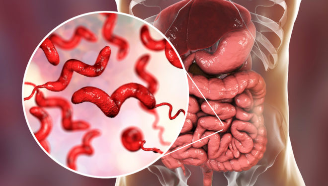 Infecția cu Campylobacter: simptome și tratament
