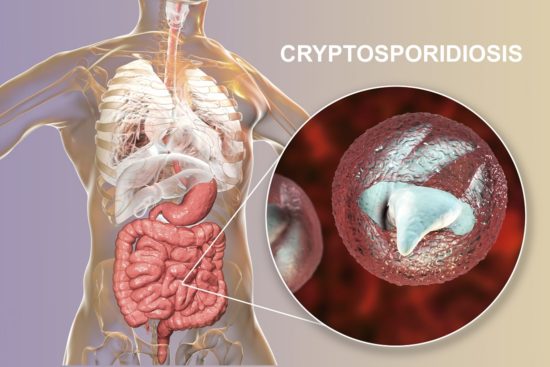 Infecția cu Cryptosporidium: simptome și tratament