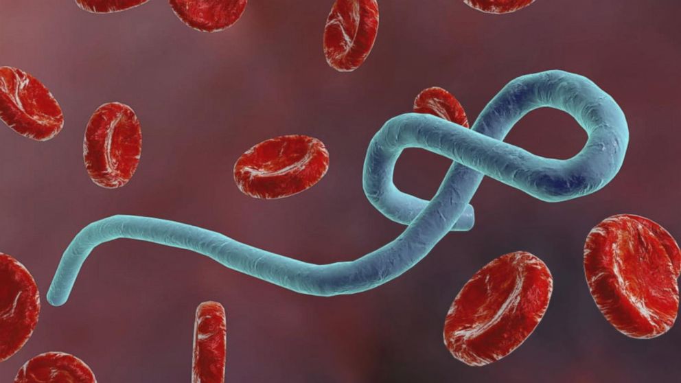 Virusul Ebola și virusul Marburg