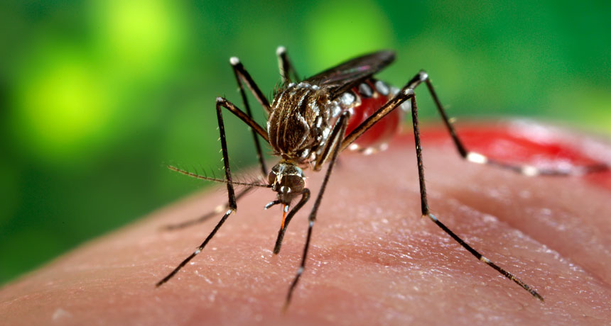 Virusul Zika: simptome, cauze și tratament