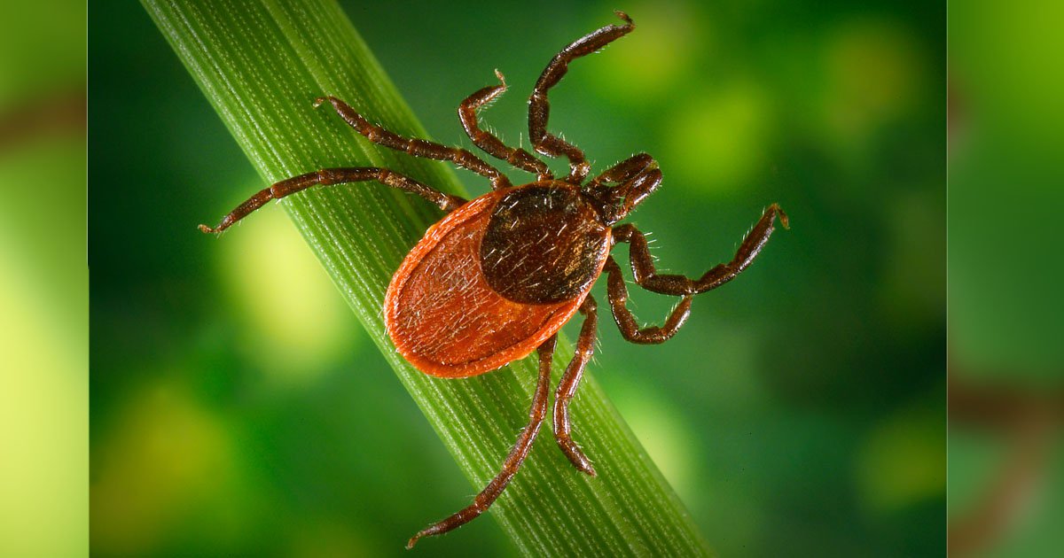 500.000 de americani sunt infectați cu boala Lyme în fiecare an